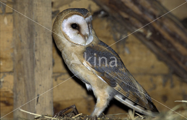 Kerkuil (Tyto alba)