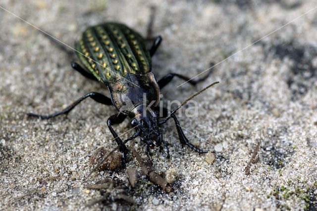 Kettingschalebijter (Carabus granulatus)