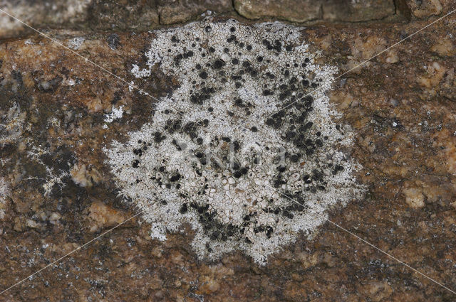 Concentric boulder lichen (Porpidia crustulata)