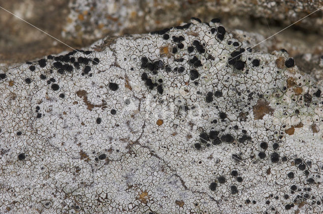 Kleine blauwkorst (Porpidia crustulata)