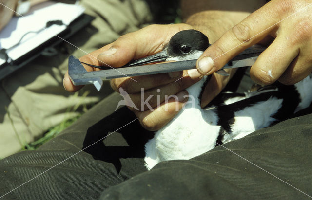 Pied Avocet (Recurvirostra avosetta)