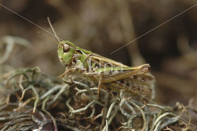 Knopsprietje (Myrmeleotettix maculatus)