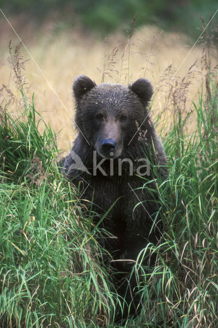 Kodiakbeer (Ursus arctos middendorffi)