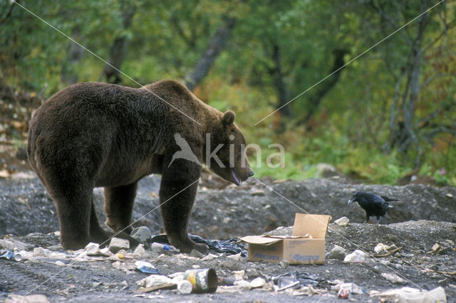 Kodiakbeer (Ursus arctos middendorffi)