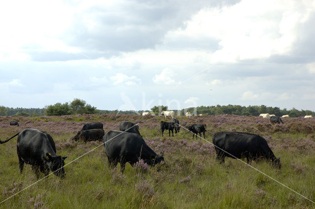 Koe (Bos domesticus)