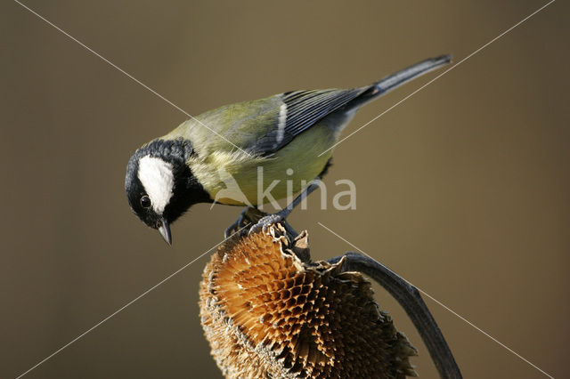 Koolmees (Parus major)