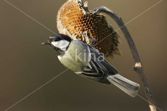 Koolmees (Parus major)