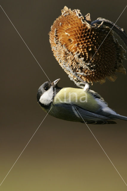 Koolmees (Parus major)