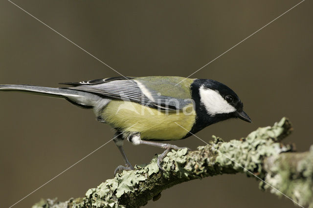 Koolmees (Parus major)