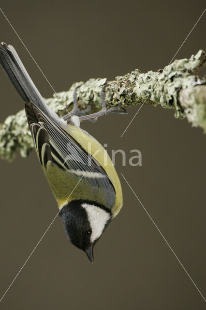 Koolmees (Parus major)