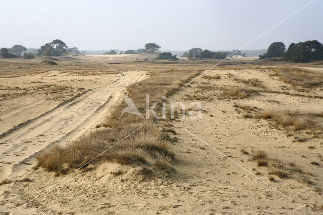 Kootwijkerzand