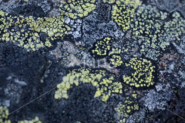 Lichen