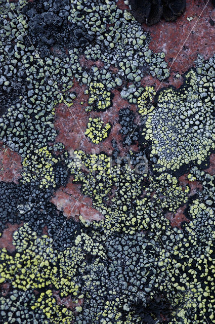 Lichen