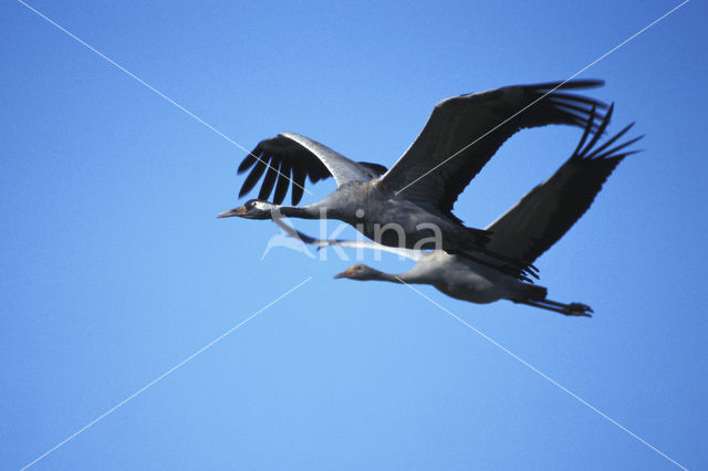 Kraanvogel (Grus grus)