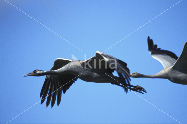 Kraanvogel (Grus grus)