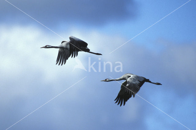 Kraanvogel (Grus grus)