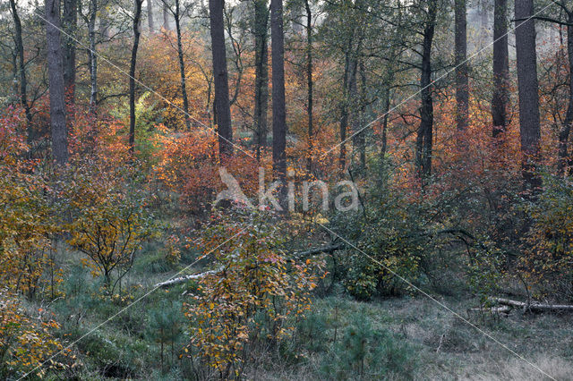 Krentenboompje (Amelanchier spec.)