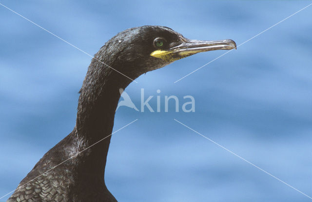 Kuifaalscholver (Phalacrocorax aristotelis)