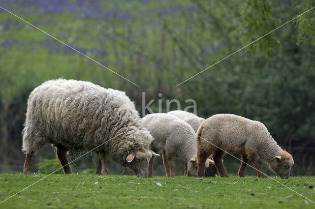 Lakens schaap (Ovis domesticus)