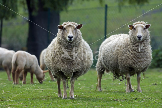 Lakens schaap (Ovis domesticus)