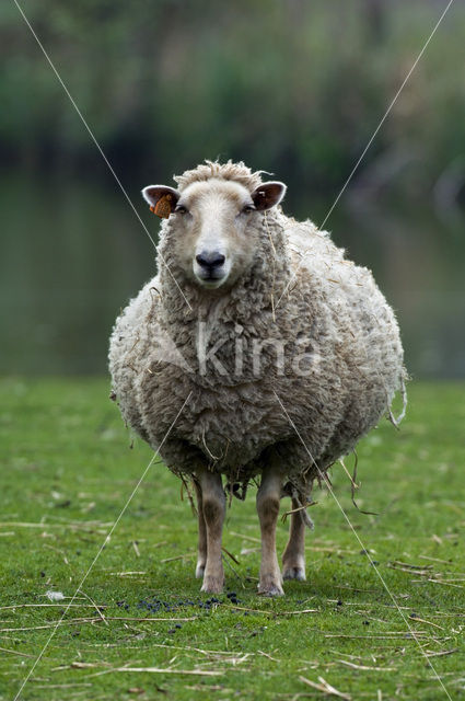 Lakens schaap (Ovis domesticus)