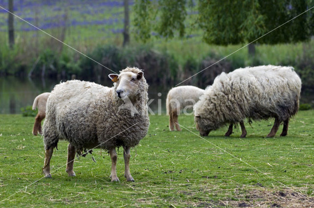 Lakens schaap (Ovis domesticus)