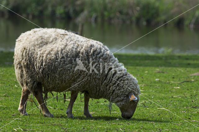 Lakens schaap (Ovis domesticus)