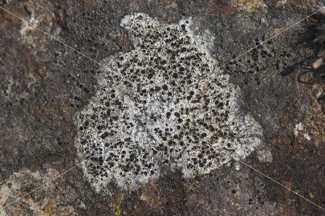 map lichen (Rhizocarpon)