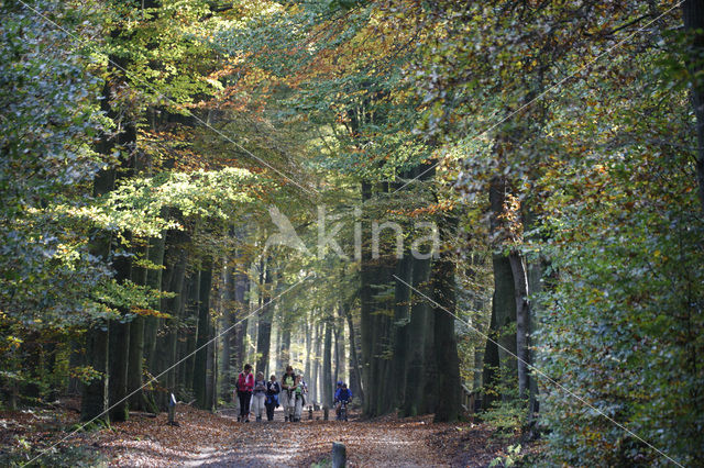 Leuvenumse Bos