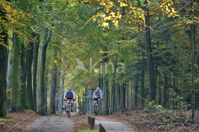 Leuvenumse Bos