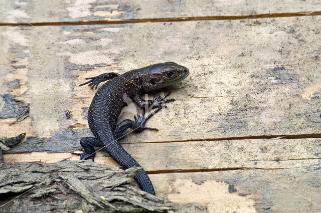 Levendbarende hagedis (Zootoca vivipara)