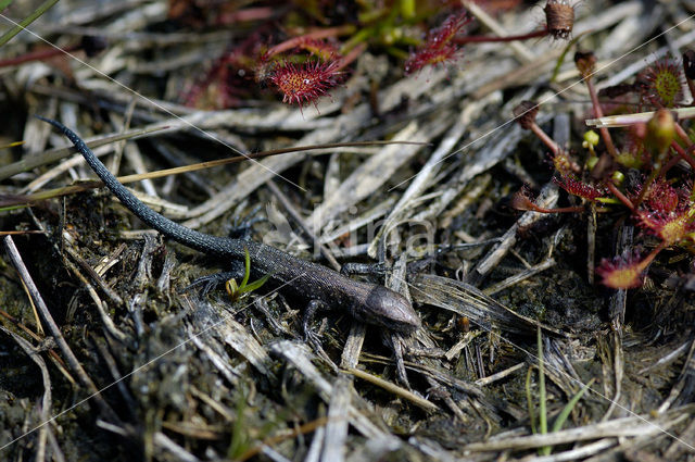 Levendbarende hagedis (Zootoca vivipara)