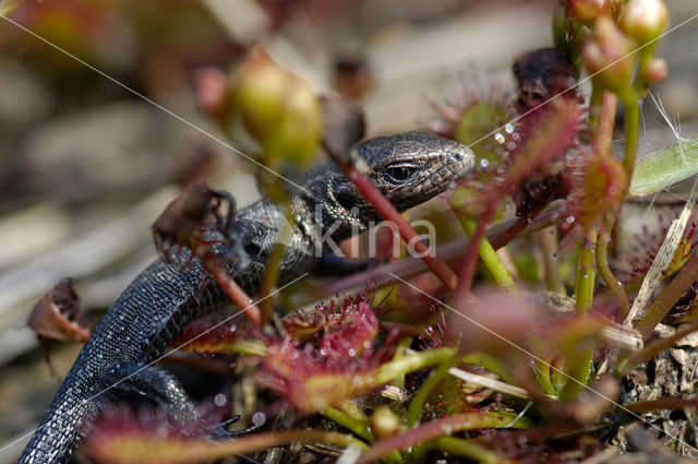 Levendbarende hagedis (Zootoca vivipara)