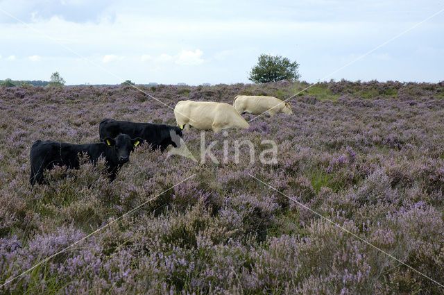 Limousin koe (Bos domesticus)