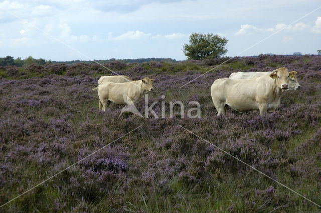 Limousin koe (Bos domesticus)