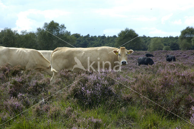 Limousin koe (Bos domesticus)