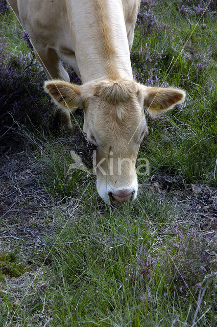 Limousin koe (Bos domesticus)