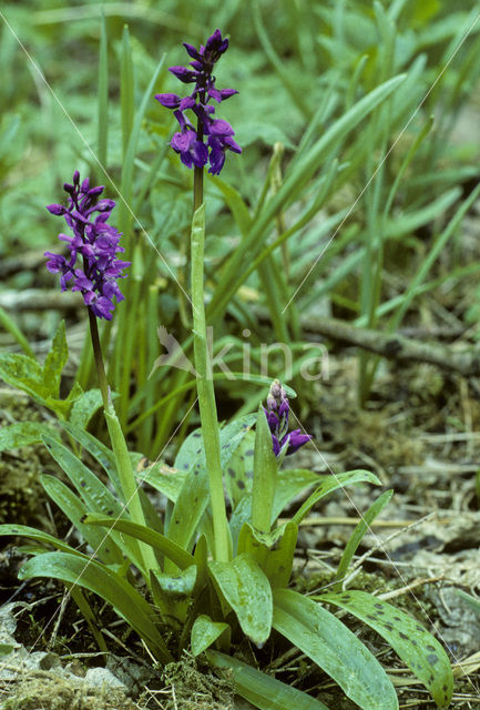 Mannetjesorchis (Orchis mascula)