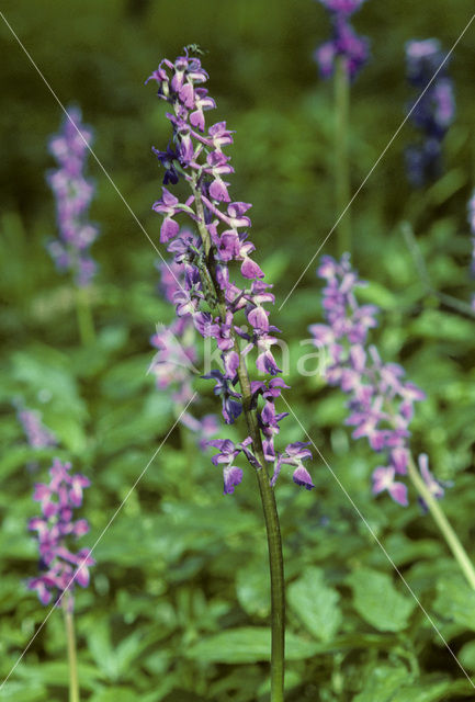 Mannetjesorchis (Orchis mascula)