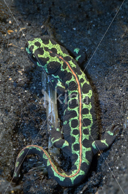 Marmersalamander (Triturus marmoratus)