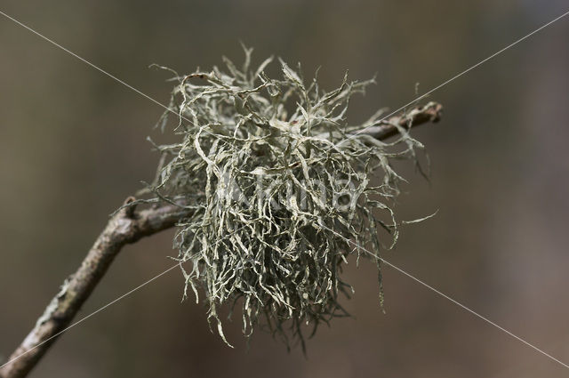 Melig takmos (Ramalina farinacea)