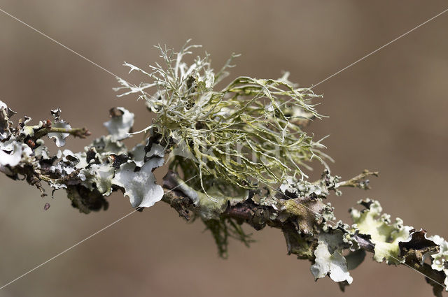 Melig takmos (Ramalina farinacea)