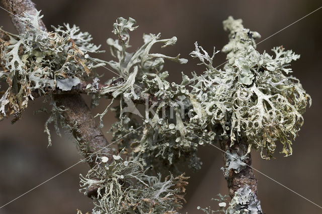 Melig takmos (Ramalina farinacea)