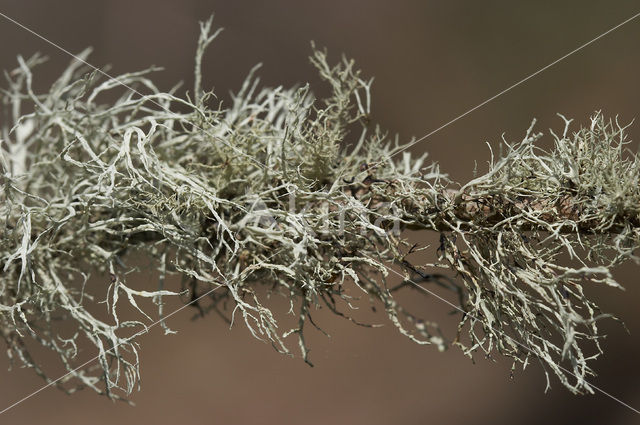 Melig takmos (Ramalina farinacea)