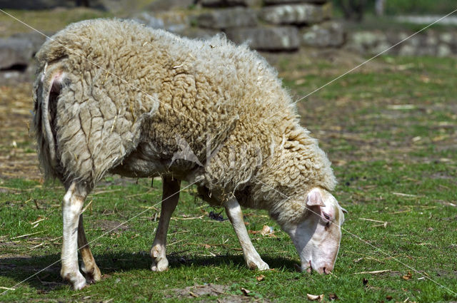 Melkschaap (Ovis domesticus)