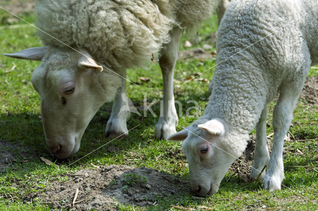 Melkschaap (Ovis domesticus)