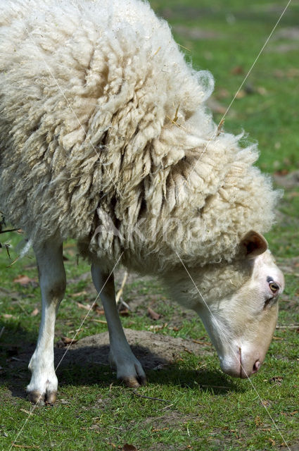 Melkschaap (Ovis domesticus)