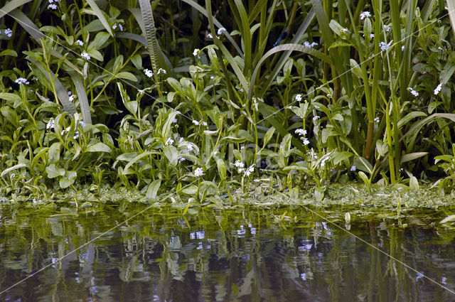 Moerasvergeet-mij-nietje (Myosotis scorpioides)