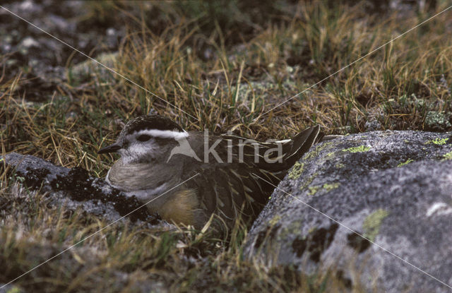 Eurasian Dotterel (Eudromias morinellus)