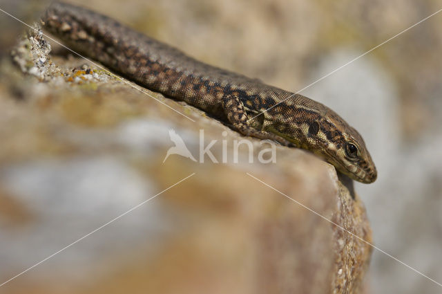 Muurhagedis (Podarcis muralis)